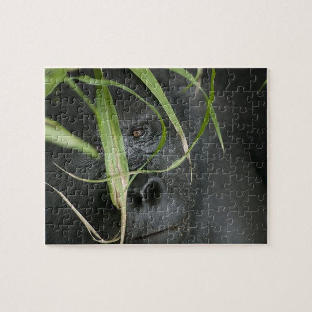 Puzzle África, Uganda, Bwindi (Horizontal)