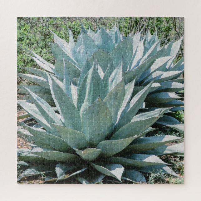 Puzzle Agave Suculento Plant Cactus Sabio verde (Vertical)