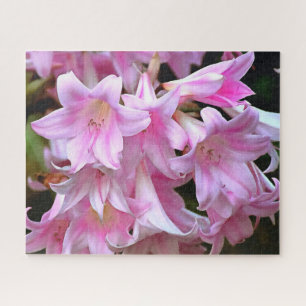 Puzzle Agradable Belladonna Amaryllis Lilies