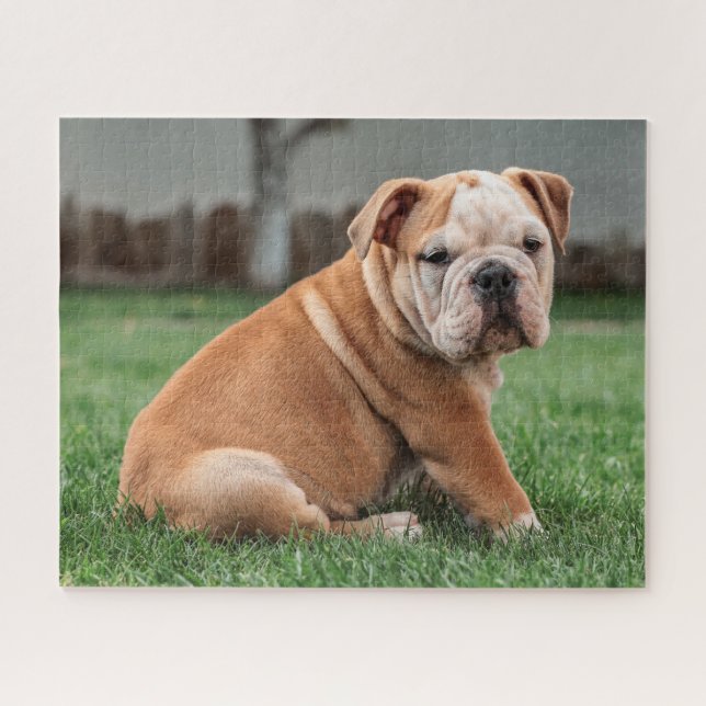 Puzzle Agradable cachorro de Bulldog inglés (Horizontal)