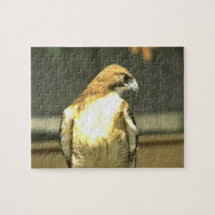 Puzzle Águila calva americana