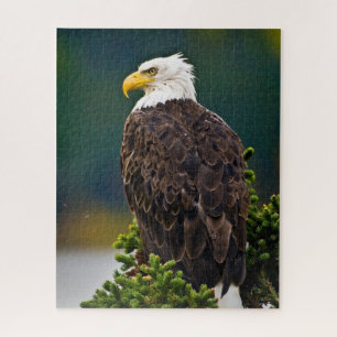 Puzzle Águila Calva Americana Posada