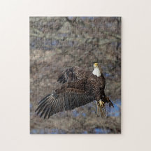 Águila calva con bagre