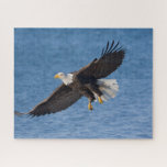 Puzzle Águila calva en vuelo<br><div class="desc">Águila calva,  Homer,  Alaska centro-sur</div>