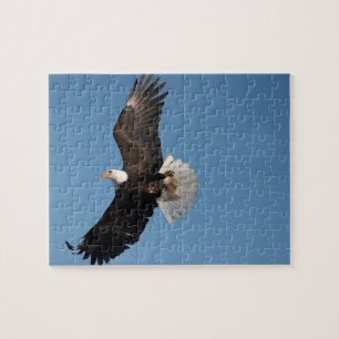 Puzzle Águila calva en vuelo