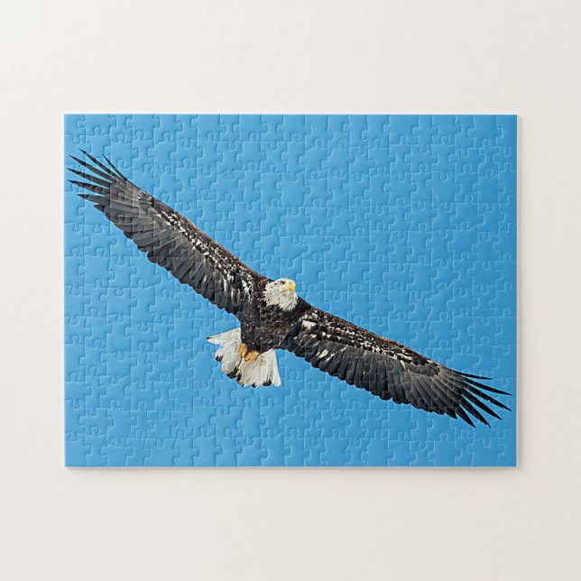 Puzzle Águila calva en vuelo (Horizontal)