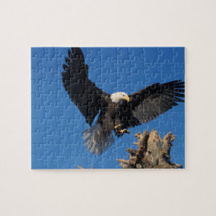 Puzzle águila calva, Haliaeetus leuccocephalus, aterrizan