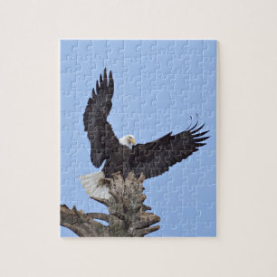 Puzzle Águila calva (Haliaeetus leucocephalus) con alas