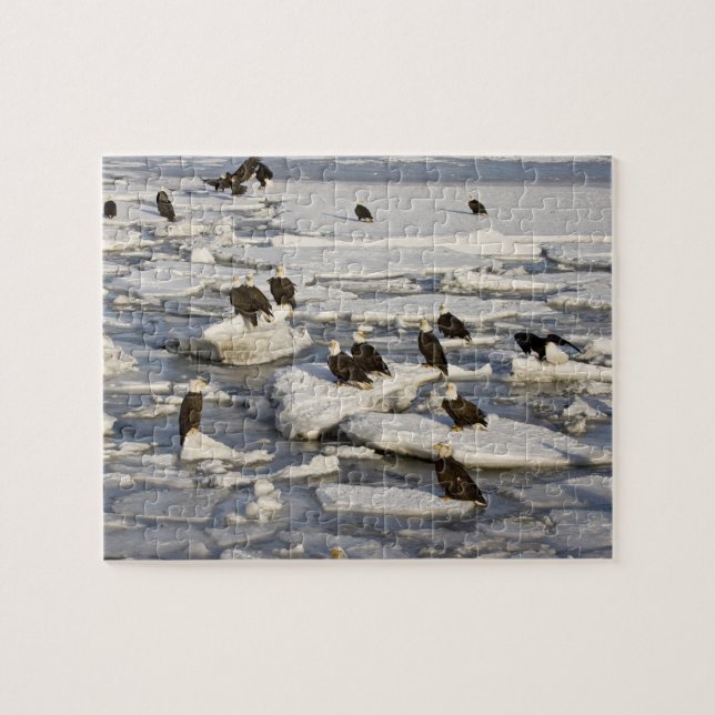 Puzzle Águila calva, Haliaeetus leucocephalus, Homer, 2 (Horizontal)