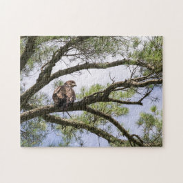 Puzzle Águila Calva Juvenil En Un Árbol De Pinos