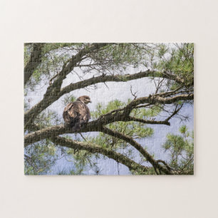 Puzzle Águila Calva Juvenil En Un Árbol De Pinos