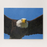 Puzzle Águila calva pasa volando cerca<br><div class="desc">Águila calva vuela cerca</div>