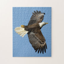 Águila calva sumergiendo hacia el agua