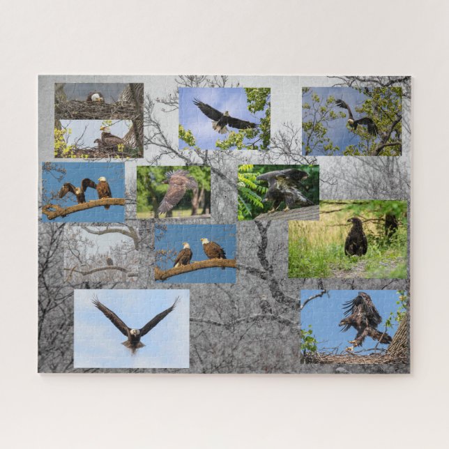 Puzzle Águilas calvas, levantando niños (Horizontal)