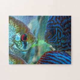 Puzzle Agujero de peces angulares vs Discus Fish