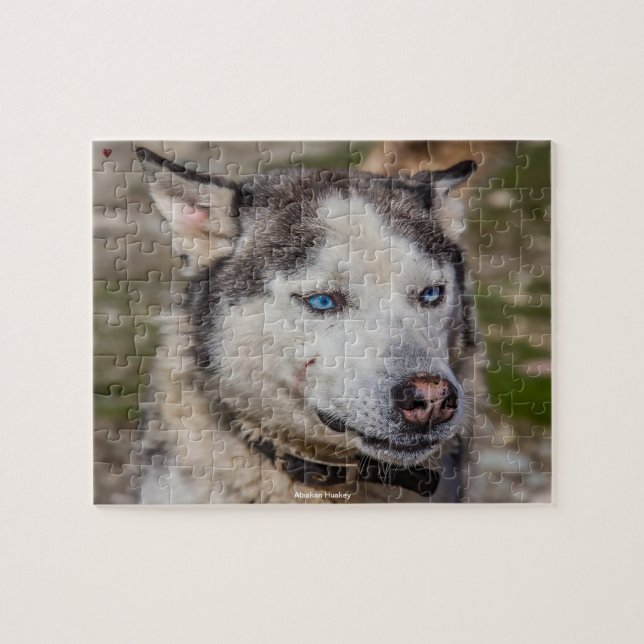 Puzzle Alaskan Huskey (Horizontal)