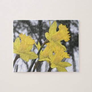 Puzzle Alcanzar hacia arriba - narcisos amarillos
