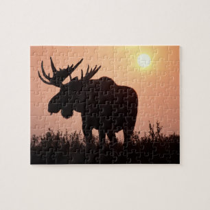 Puzzle alce, Alces alces, toro con grandes cuernos,