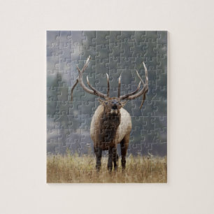 Puzzle Alce macho bramando, Parque Nacional Yellowstone, 