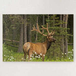 Puzzle Alce macho con terciopelo, Canadá