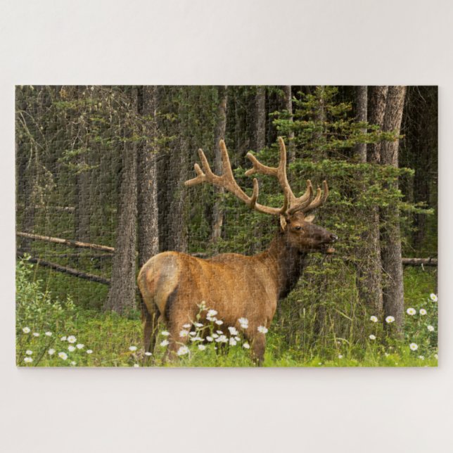 Puzzle Alce macho con terciopelo, Canadá (Horizontal)