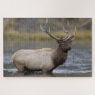 Puzzle Alce macho cruzando   Parque Nacional Yellowstone