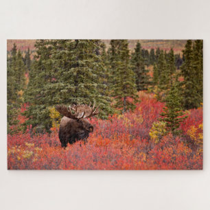 Puzzle Alce macho de pie en abedul enano rojo