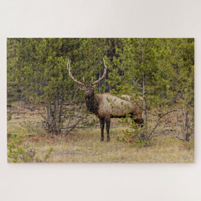 Puzzle Alce macho | En el Parque Nacional Yellowstone (Horizontal)