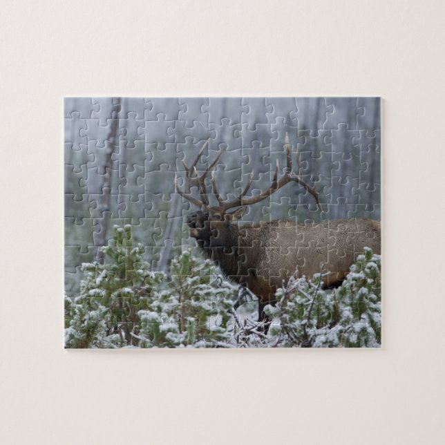 Puzzle Alce macho en la nieve llamando, bramando, Yellows (Horizontal)