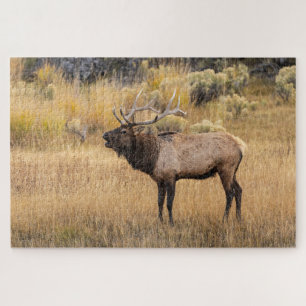 Puzzle Alce macho   Parque Nacional Yellowstone