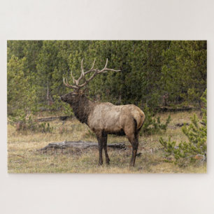 Puzzle Alce macho Parque Nacional Yellowstone, Wyoming