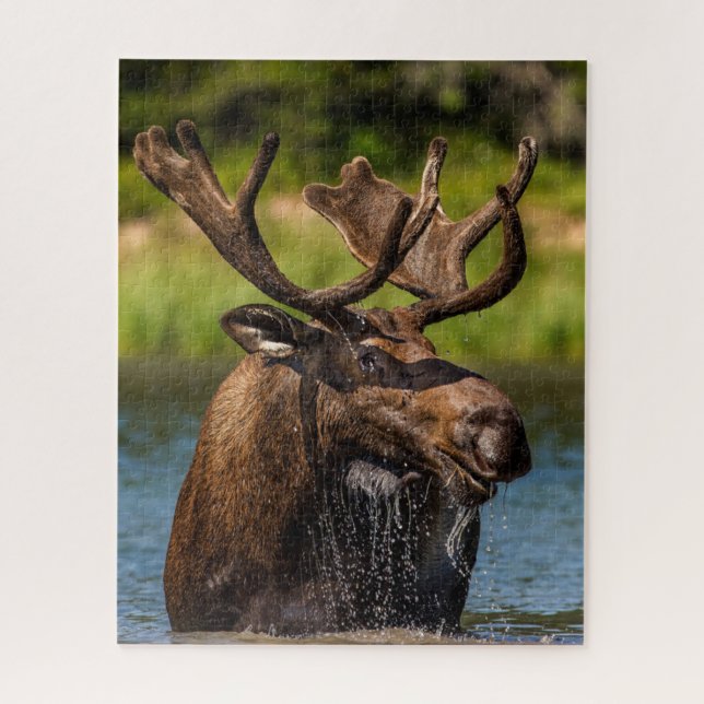 Puzzle Alce | Parque Nacional Glacier Montana (Vertical)