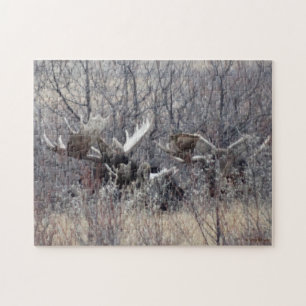 Puzzle Alce toro acostado M9