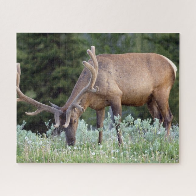 Puzzle Alce toro con cuernos en terciopelo pastando (Horizontal)