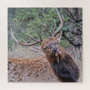 Puzzle Alce toro sacudiendo su lengua