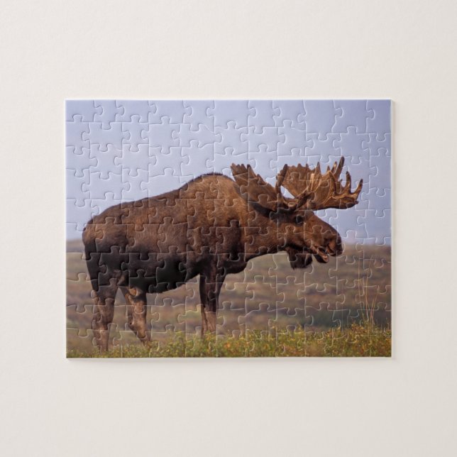 Puzzle alces, alces alces, toro con grandes cuernos (Horizontal)