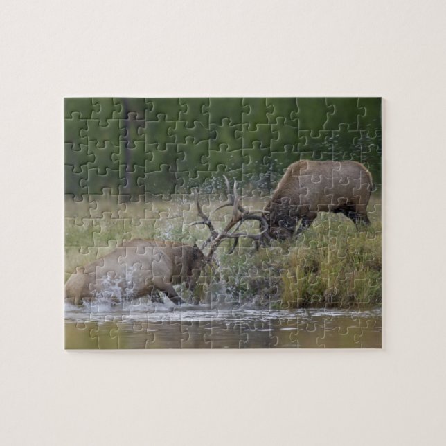 Puzzle Alces machos luchando, Parque Nacional Yellowstone (Horizontal)