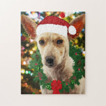 Alegría por el cachorro