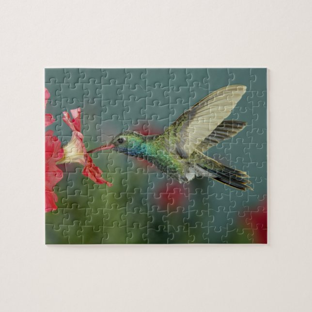 Puzzle alimentación masculina en Petunia, Cañón Madera, A (Horizontal)