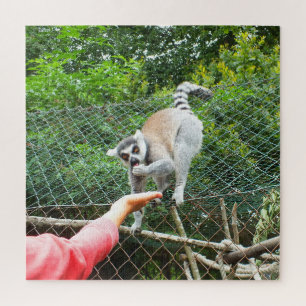 Puzzle Alimentando un lemur