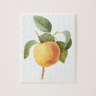 Puzzle Alimento de Frutas Antiguas, Manzana Calville por 