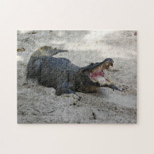 Puzzle Alligator, Fort Lauderdale, Florida