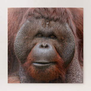 Puzzle Alma bajo las bridas – Cara de orangután