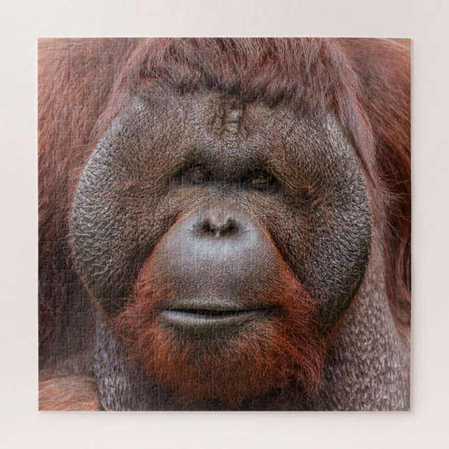 Puzzle Alma bajo las bridas – Cara de orangután (Vertical)