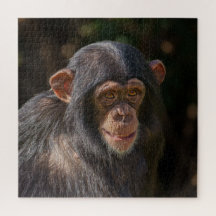 Alma juguetona – cría de chimpancé en primer plano