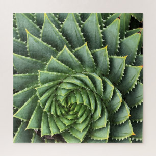 Puzzle Aloe fibonacci espiral