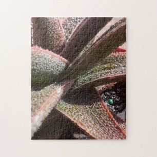 Puzzle áloe rojo de la planta suculenta 11" x 14" PC 252