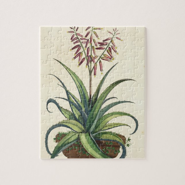 Puzzle Áloe Vera vulgaris, de "Phytographia Curiosa", p (Vertical)