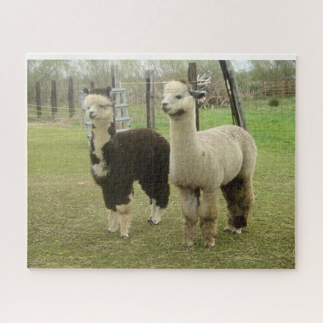 Puzzle Alpacas (Horizontal)