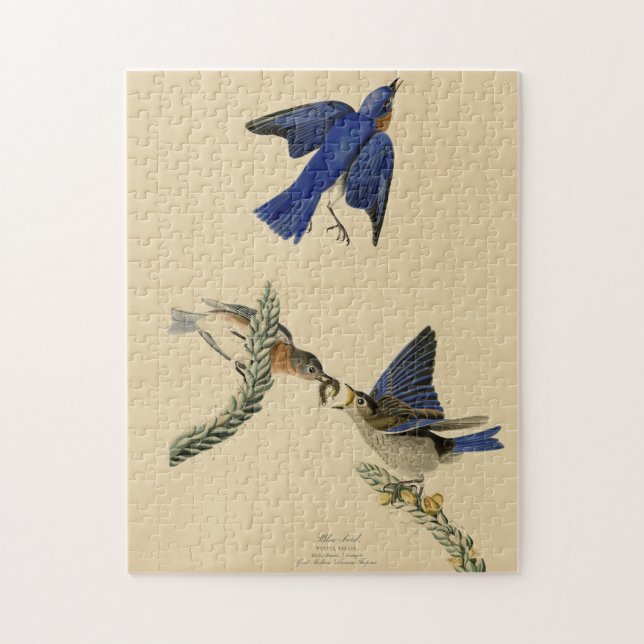 Puzzle Alumnos azules orientales de los pájaros de Améric (Vertical)